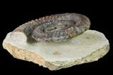Early Devonian Ammonite (Anetoceras) - Tazarine, Morocco #154701-2